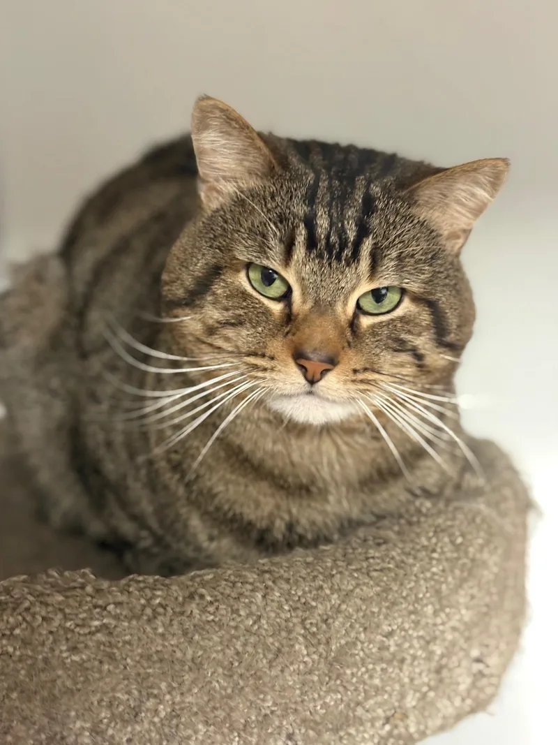 An adult medium-sized male Tabby (Tiger Striped) Domestic Short Hair cat named Gulliver for adoption in Bridgeport, CT