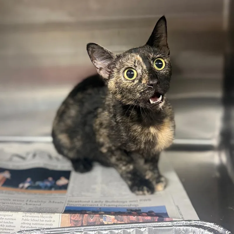 An adult medium-sized female Tortoiseshell Domestic Short Hair cat named Quail for adoption in Pauls Valley, OK