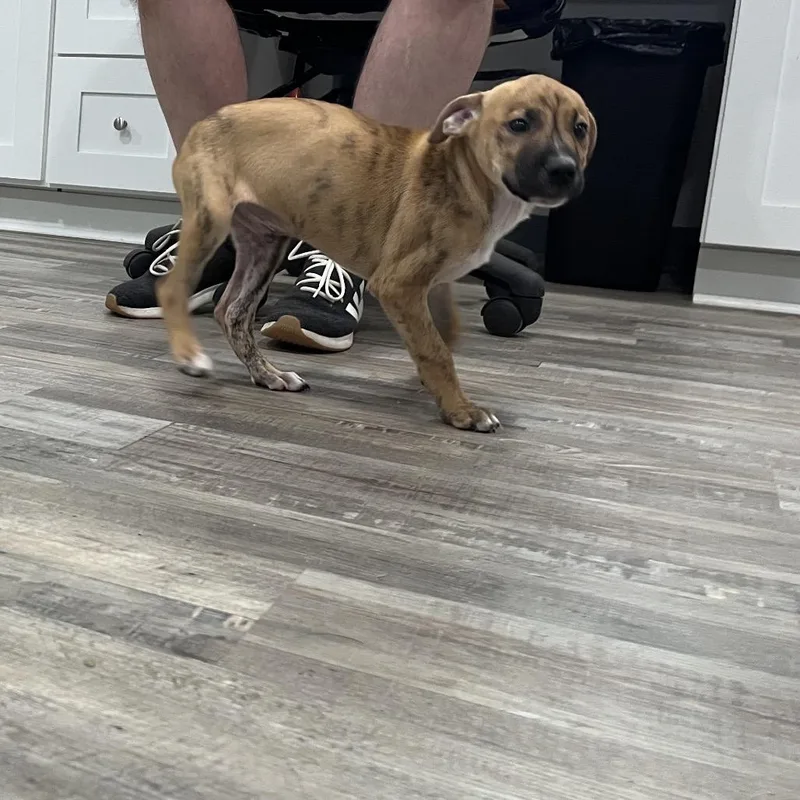 A baby large-sized male Brown / Chocolate Mastiff dog named Buck for adoption in Richmond Hill, GA