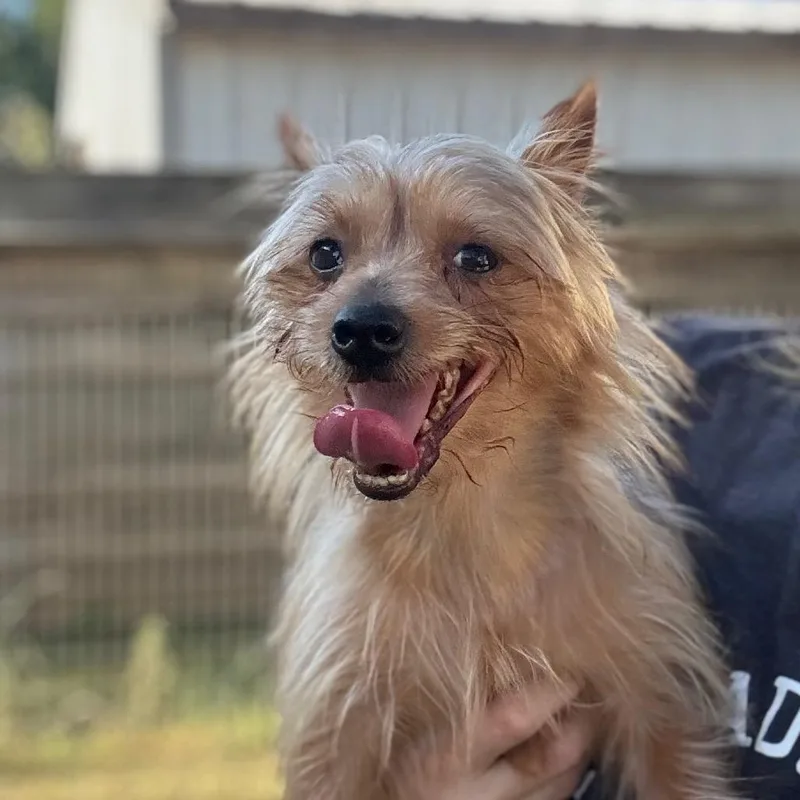 An adult small-sized male Gray / Blue / Silver Yorkshire Terrier dog named Phineas for adoption in Houston, TX