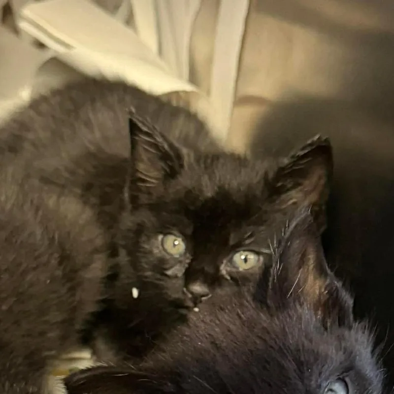 A baby small-sized female Black Domestic Short Hair cat named Creek Siblings: Joey for adoption in Washington, DC