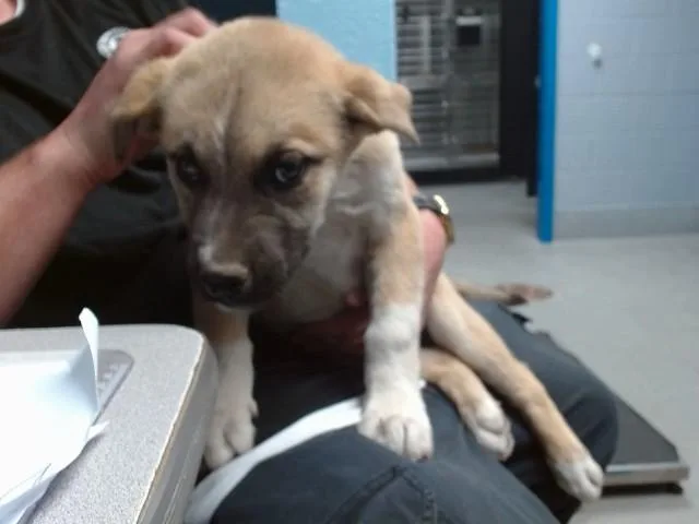 A baby small-sized male Australian Shepherd dog named Trueno for adoption in Albuquerque, NM
