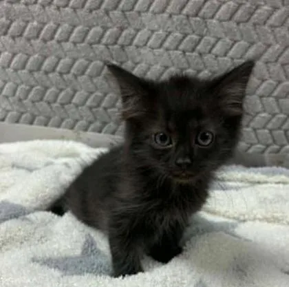A baby small-sized male Domestic Short Hair cat named Goat for adoption in Lampasas, TX