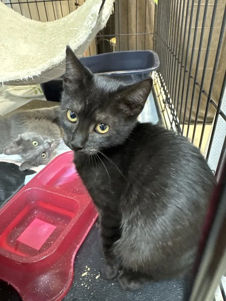 A baby small-sized male Black Domestic Short Hair cat named Tanner MD for adoption in Fort Walton Beach, FL