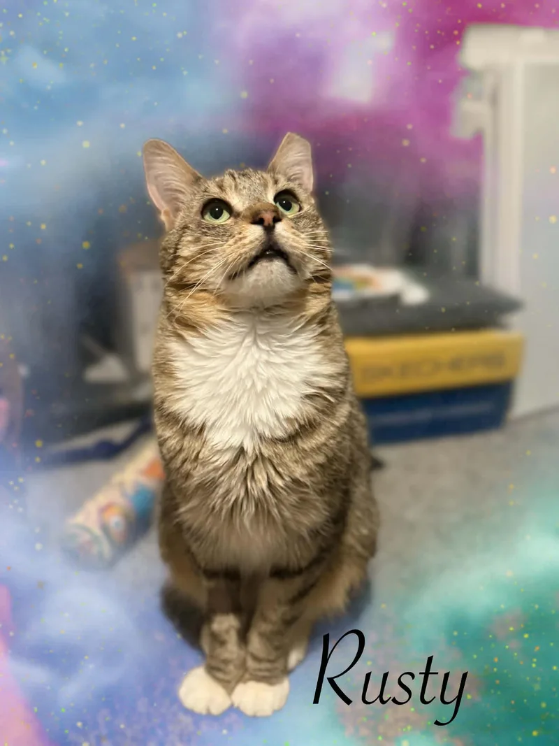 An adult medium-sized male Tabby (Buff / Tan / Fawn) Domestic Short Hair cat named Rusty for adoption in Charlotte, NC