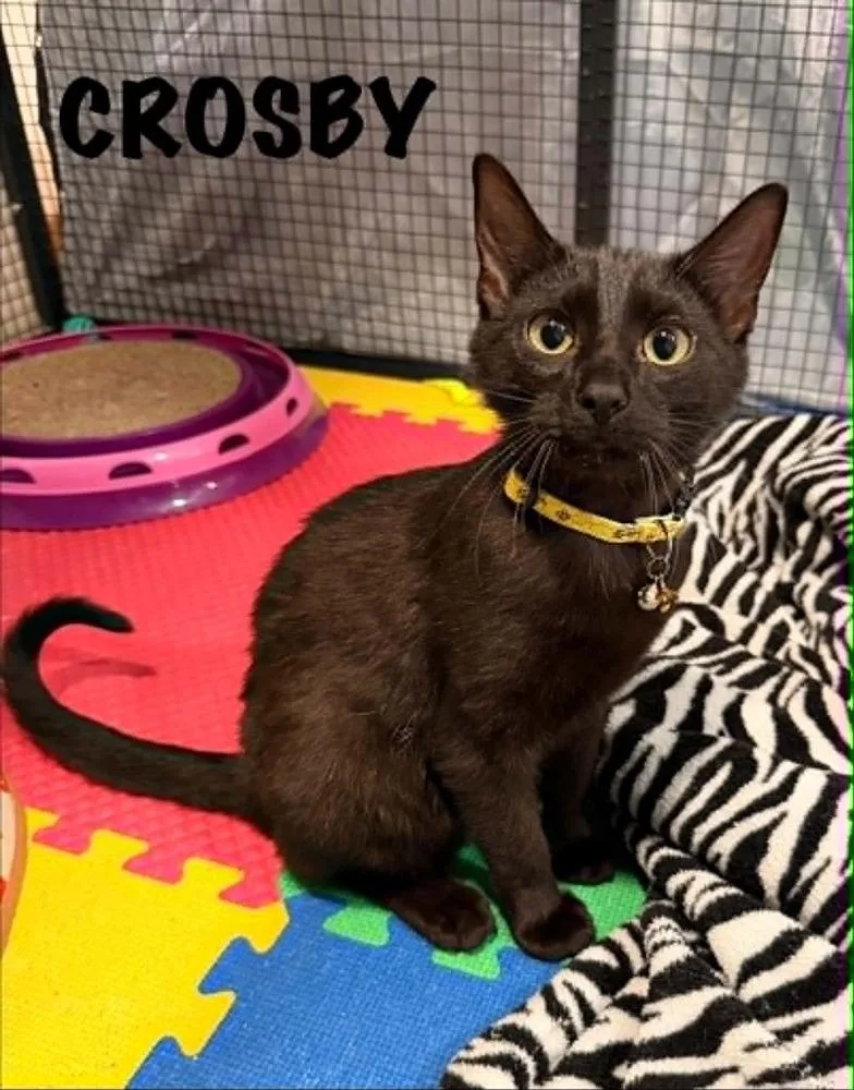 A baby small-sized male Black Domestic Short Hair cat named Crosby for adoption in Dallas, PA