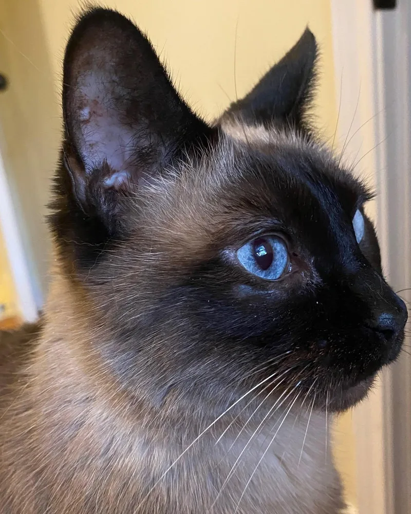 An adult medium-sized female Seal Point Siamese cat named Suzie for adoption in Flint, TX