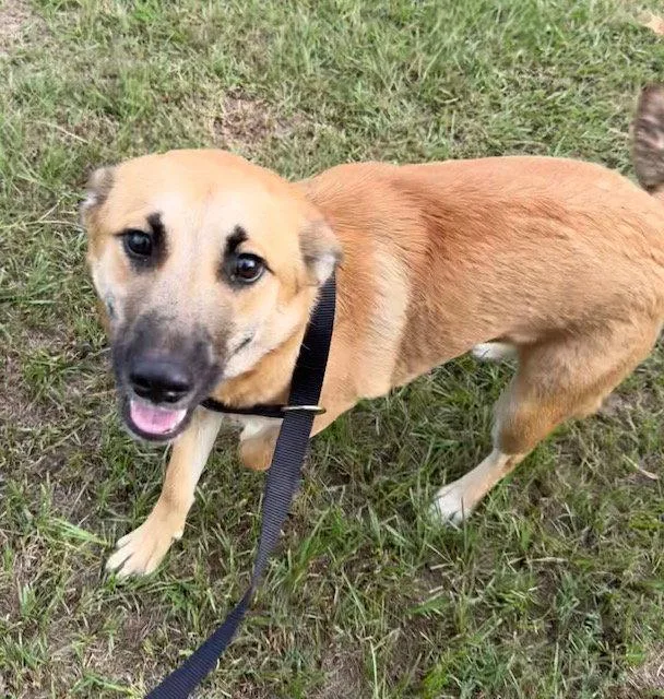 A young medium-sized female Shepherd dog named Sarah Mae for adoption in Tarrytown, GA
