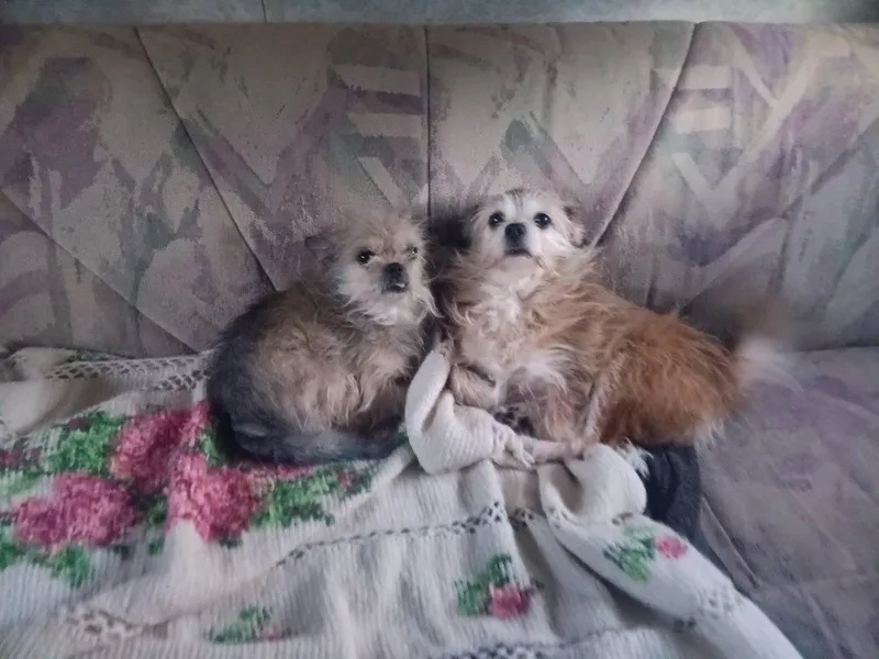 Tiny & Princess