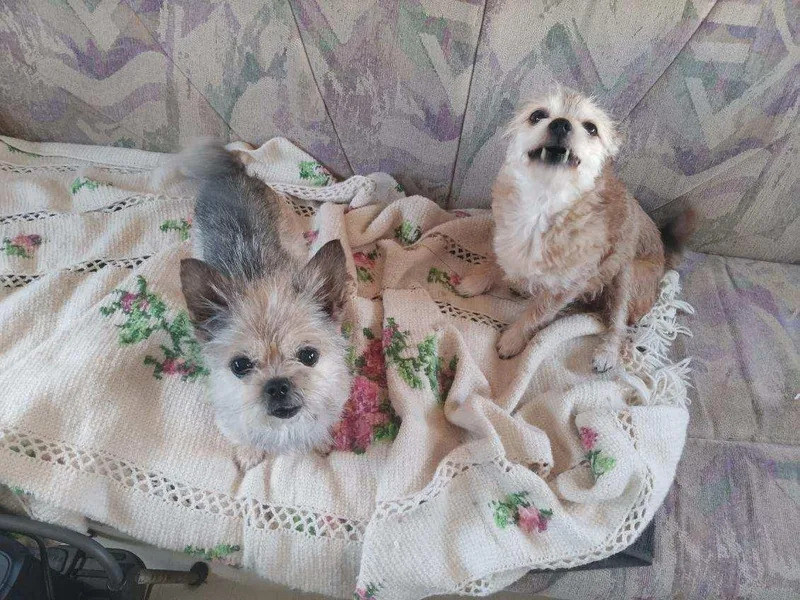 Tiny & Princess thumbnail 5