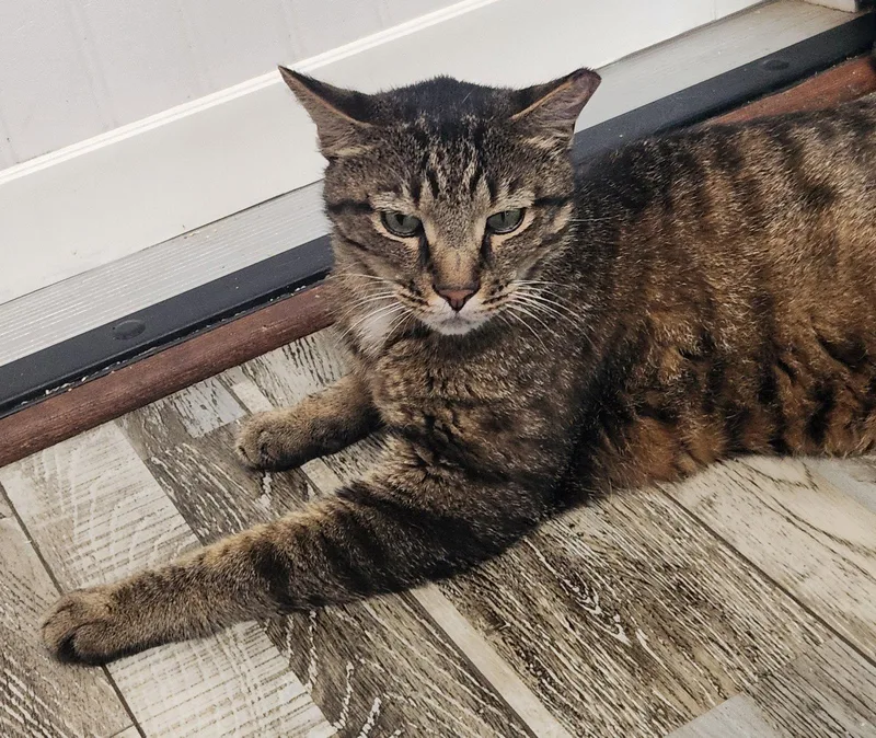 An adult large-sized male Domestic Short Hair cat named Snead for adoption in Crossville, TN
