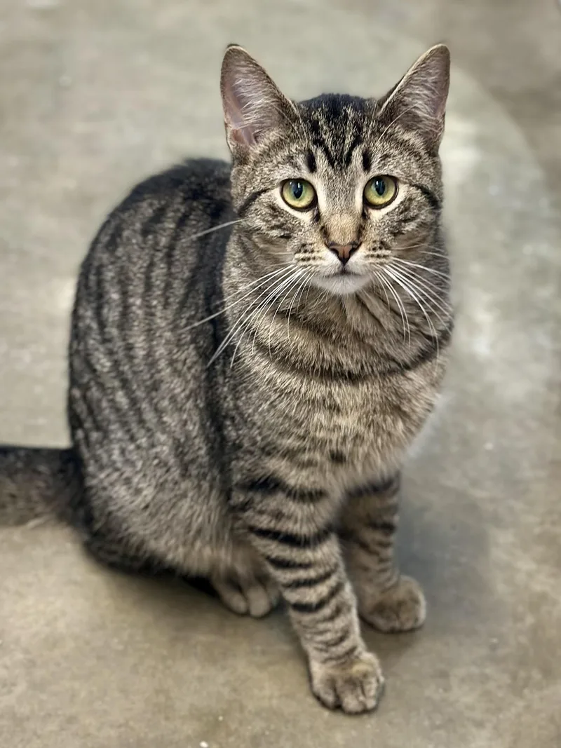 Billy Butcherson thumbnail 4