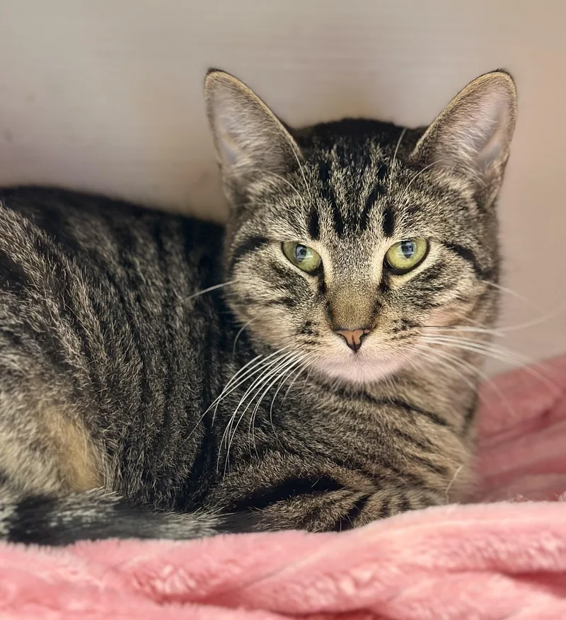 A young medium-sized male Tabby (Brown / Chocolate) Domestic Short Hair cat named Billy Butcherson for adoption in Faribault, MN