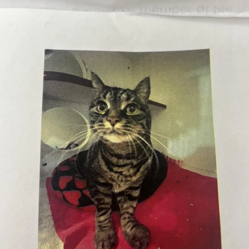 A senior large-sized female Brown / Chocolate Domestic Short Hair cat named Silversun for adoption in Pasadena, CA