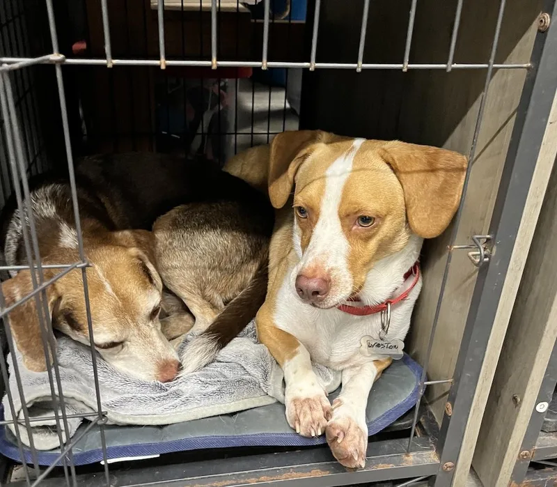 An adult medium-sized male Red / Chestnut / Orange Beagle dog named Weston for adoption in Tomball, TX