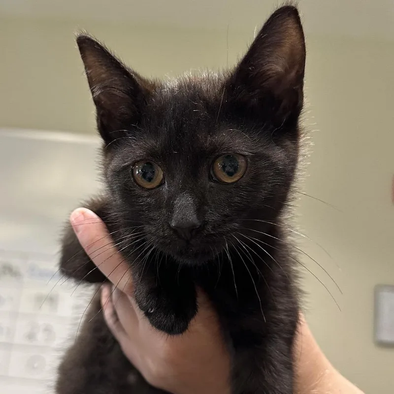 A baby small-sized male Black Domestic Short Hair cat named Binx for adoption in Chattanooga, TN