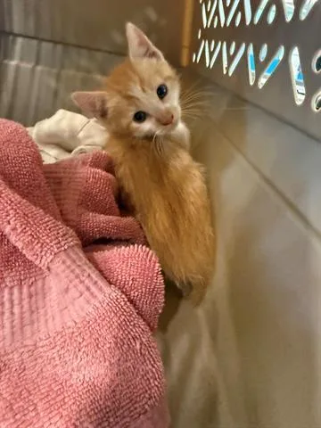 A baby small-sized male Domestic Medium Hair cat named Jones for adoption in San Martin, CA