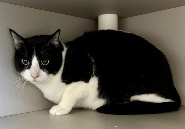 An adult medium-sized male Domestic Short Hair cat named Ace for adoption in Kalamazoo, MI