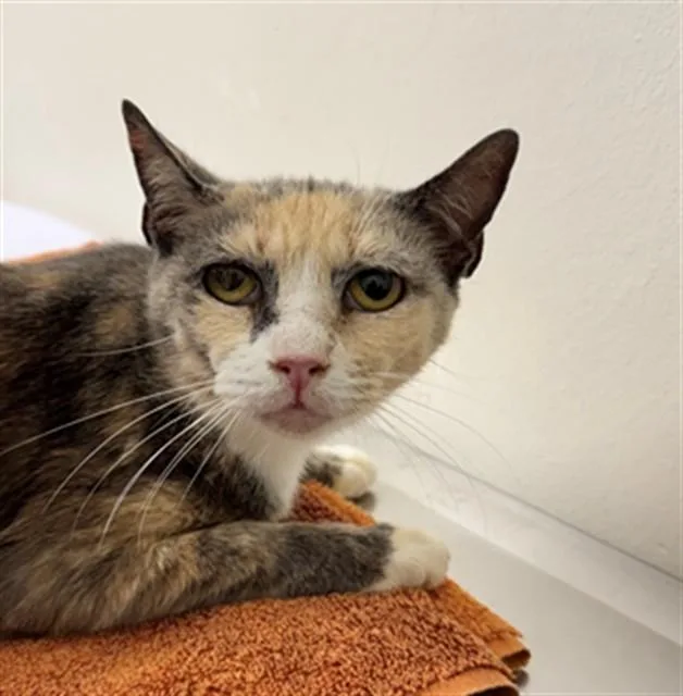 An adult medium-sized female Domestic Short Hair cat named Isabel for adoption in Naples, FL