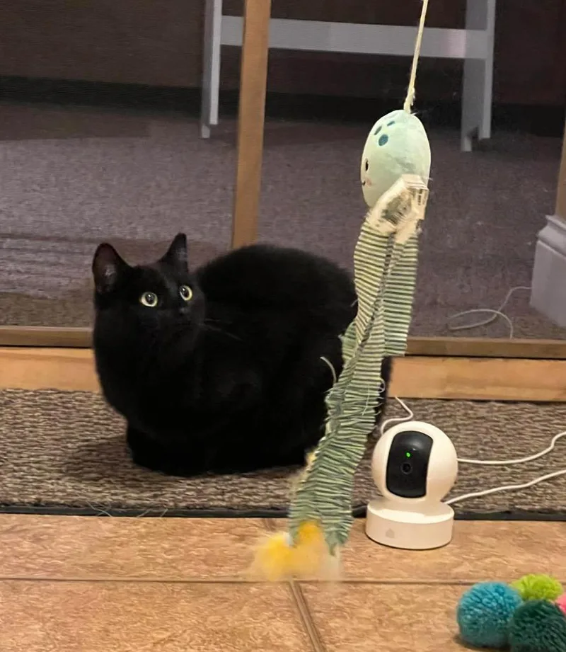 A young medium-sized female Domestic Short Hair cat named Olive for adoption in Fond Du Lac, WI
