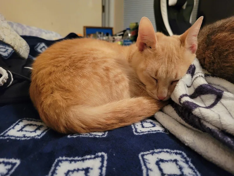 An adult small-sized female Orange / Red Domestic Short Hair cat named Winifred for adoption in Locust Grove, GA