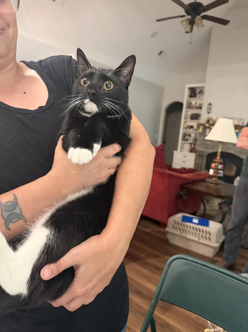 A young medium-sized male Domestic Short Hair cat named Trout for adoption in Camden, SC