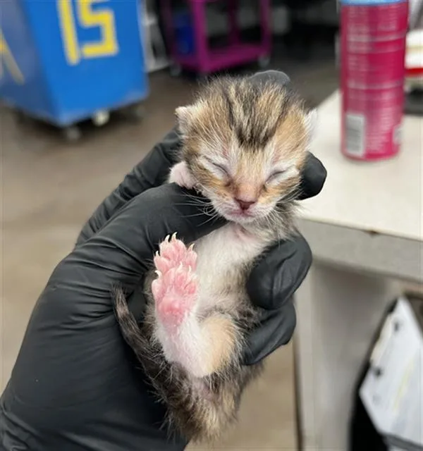 A baby medium-sized female Domestic Medium Hair cat named Ginger for adoption in Dallas, TX