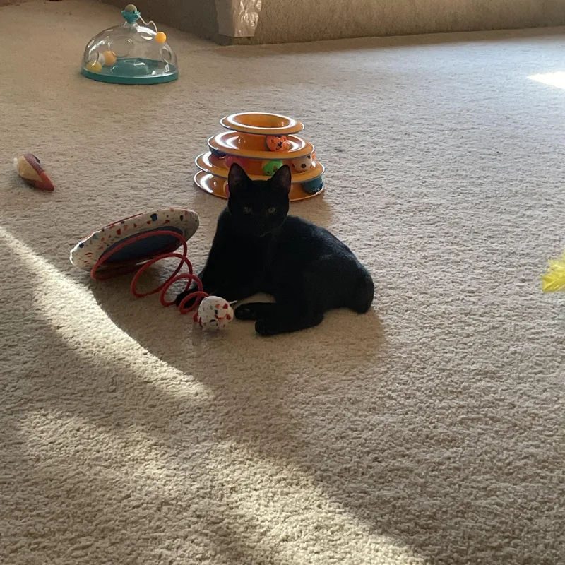 A baby medium-sized female Black American Bobtail cat named Jet for adoption in Fountain Inn, SC