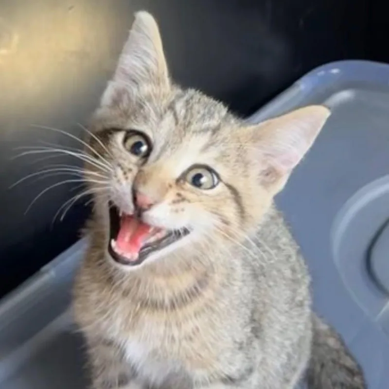 A baby small-sized male Gray / Blue / Silver Domestic Short Hair cat named Tree Fiddy for adoption in Manhattan, KS