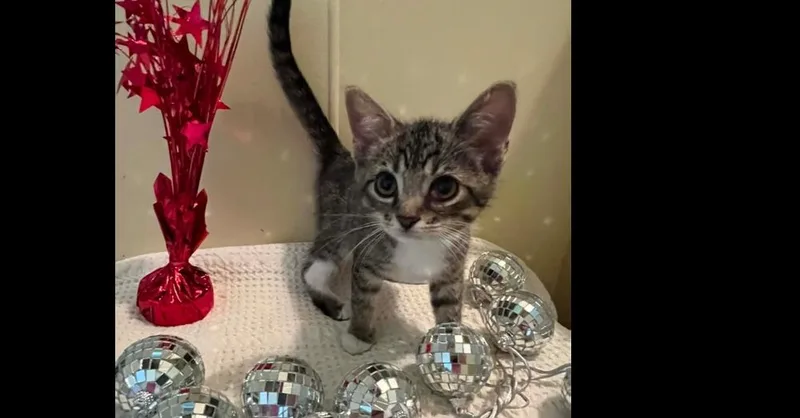 A baby small-sized male Domestic Short Hair cat named Mateo for adoption in Groveland, MA