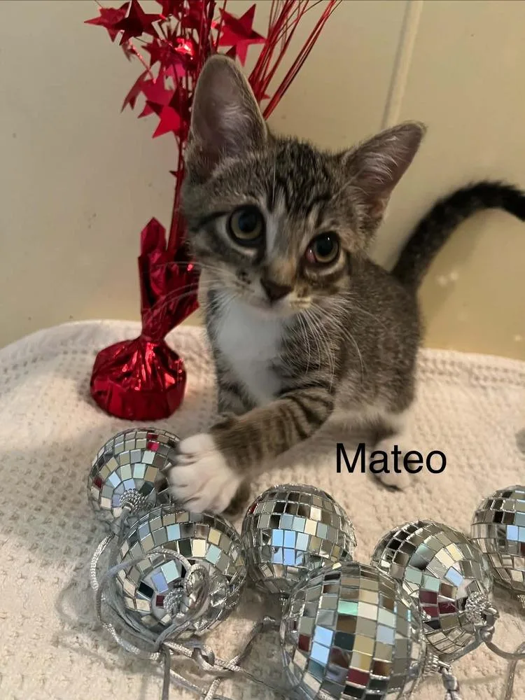 Mateo thumbnail 2
