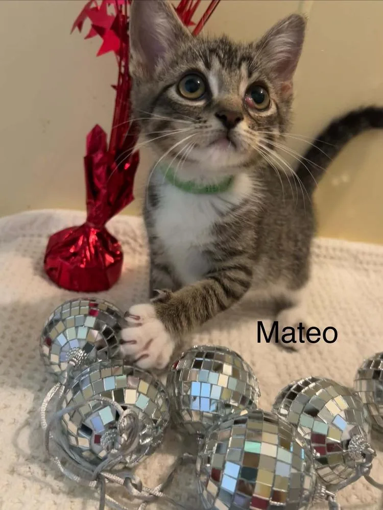 Mateo thumbnail 3
