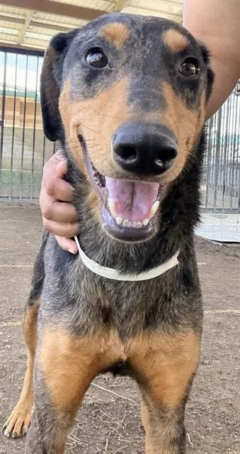 A young medium-sized female Doberman Pinscher dog named Cristina for adoption in Riverside, CA