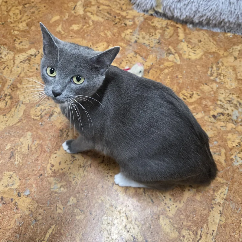 Wisteria thumbnail 2