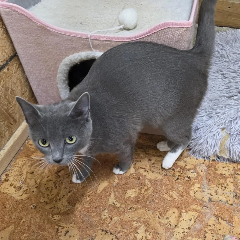 Wisteria thumbnail 3