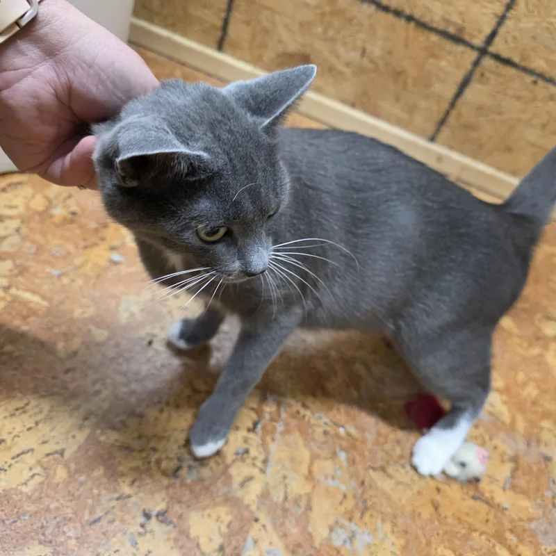 Wisteria thumbnail 4