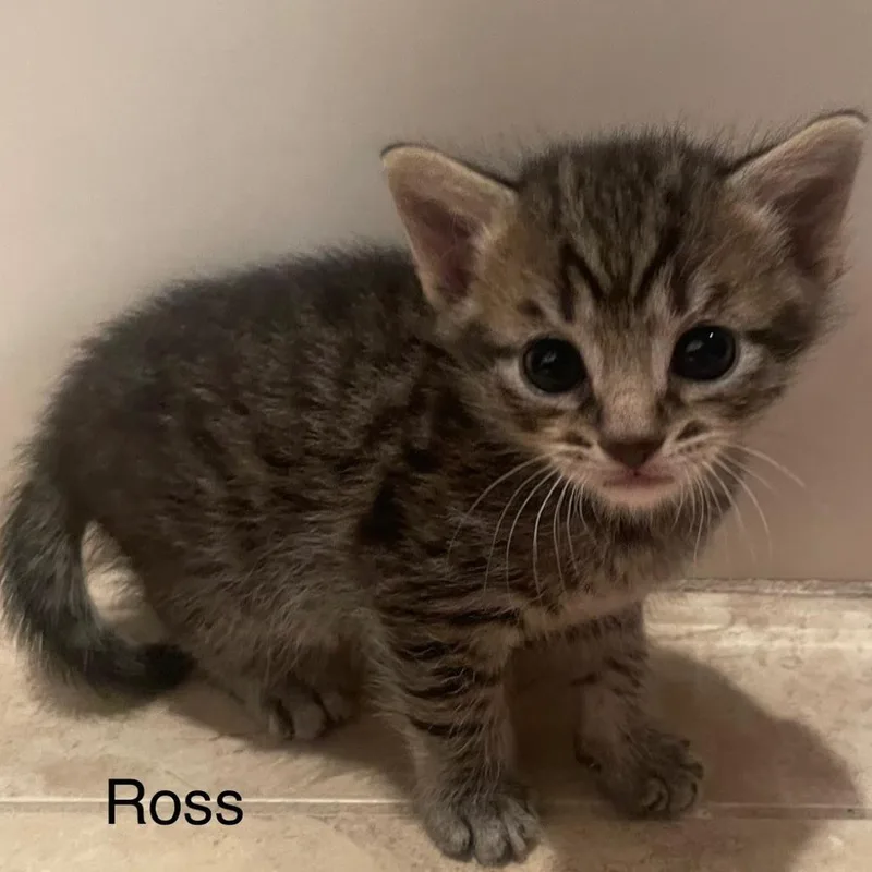A baby small-sized male Black Domestic Short Hair cat named Ross for adoption in Greensboro, GA