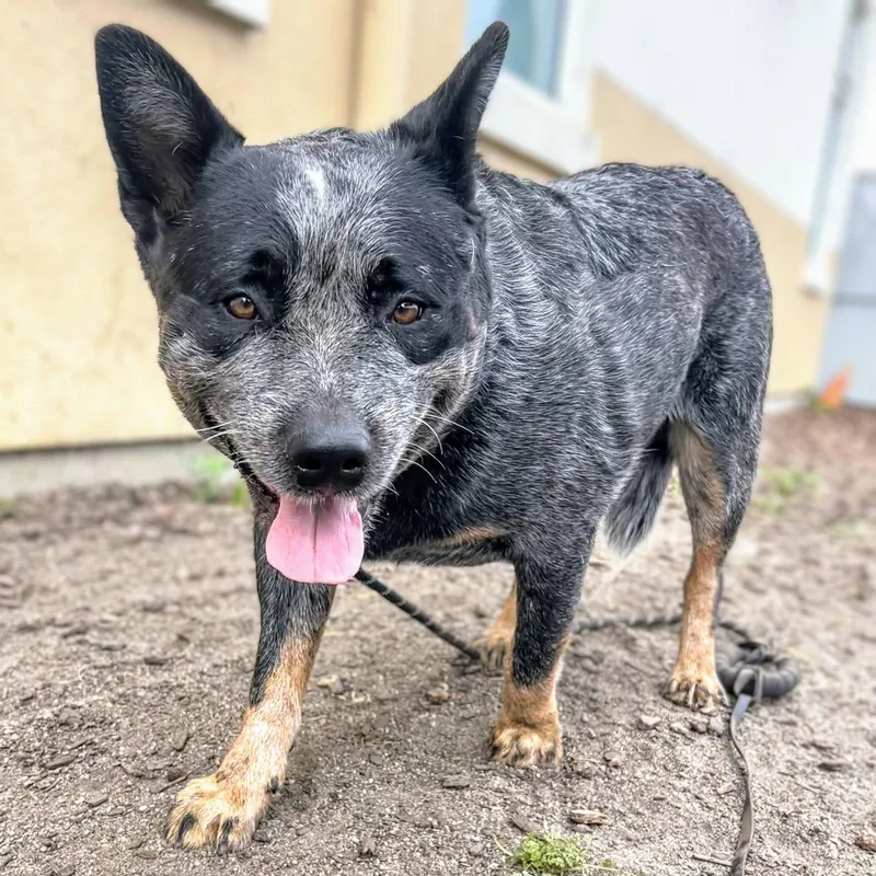 A young medium-sized male Australian Cattle Dog / Blue Heeler dog named Manchas for adoption in Oakland, CA