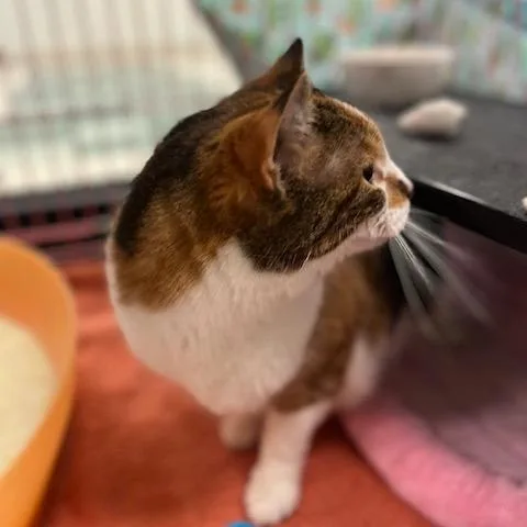 Pumpkin Patch thumbnail 2