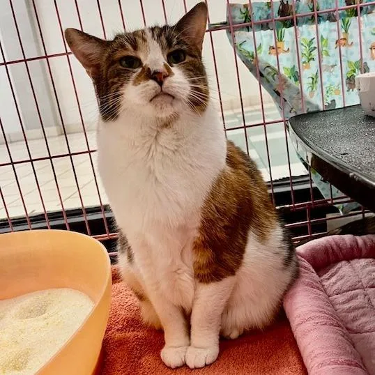 Pumpkin Patch thumbnail 3