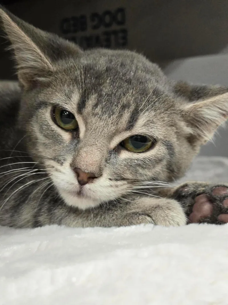 A baby medium-sized female Tabby (Gray / Blue / Silver) Tabby cat named Laffy Taffy for adoption in Greensburg, PA