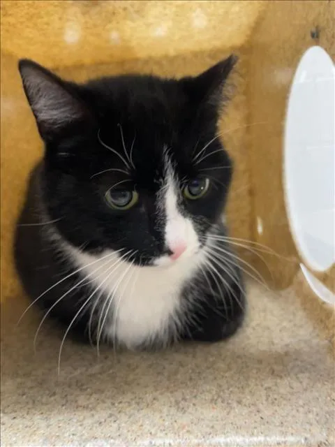 An adult small-sized female Domestic Short Hair cat named Remi for adoption in Derwood, MD