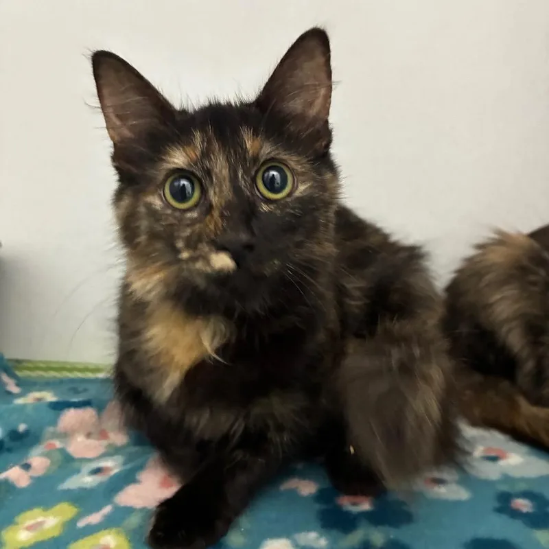 A baby small-sized female Black Domestic Long Hair cat named Twizzler for adoption in Franklin, NC