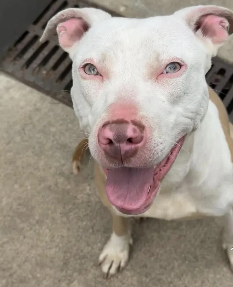 An adult medium-sized female White / Cream Pit Bull Terrier dog named Sachet for adoption in Chicago, IL