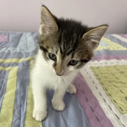 A baby medium-sized female Tabby (Brown / Chocolate) Domestic Short Hair cat named Mary for adoption in Phoenixville, PA