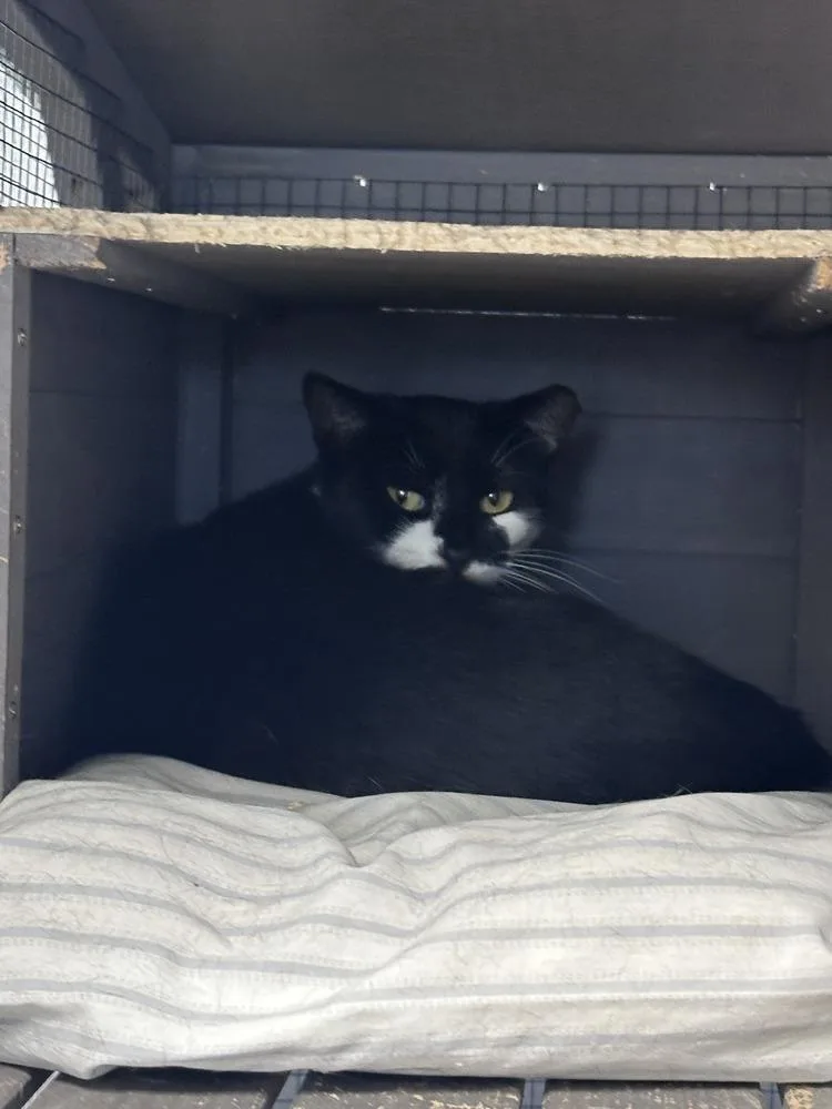 A young medium-sized female Black & White / Tuxedo Domestic Short Hair cat named Frita Freeport for adoption in Westbury, NY