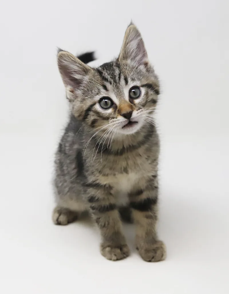 A baby small-sized male Tabby (Brown / Chocolate) Tabby cat named Benedict Is A Blast! for adoption in Bedford Hills, NY