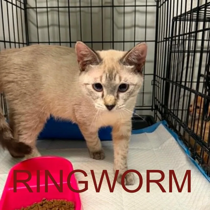 A baby small-sized male Domestic Short Hair cat named Plano for adoption in Stephenville, TX