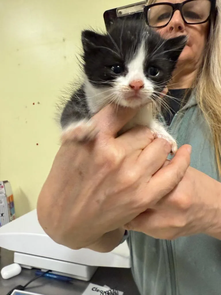A baby small-sized male Domestic Short Hair cat named Europe for adoption in Meriden, CT