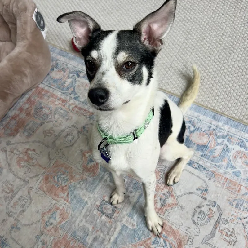 An adult small-sized male Black Mixed Breed dog named Too Short for adoption in San Francisco, CA
